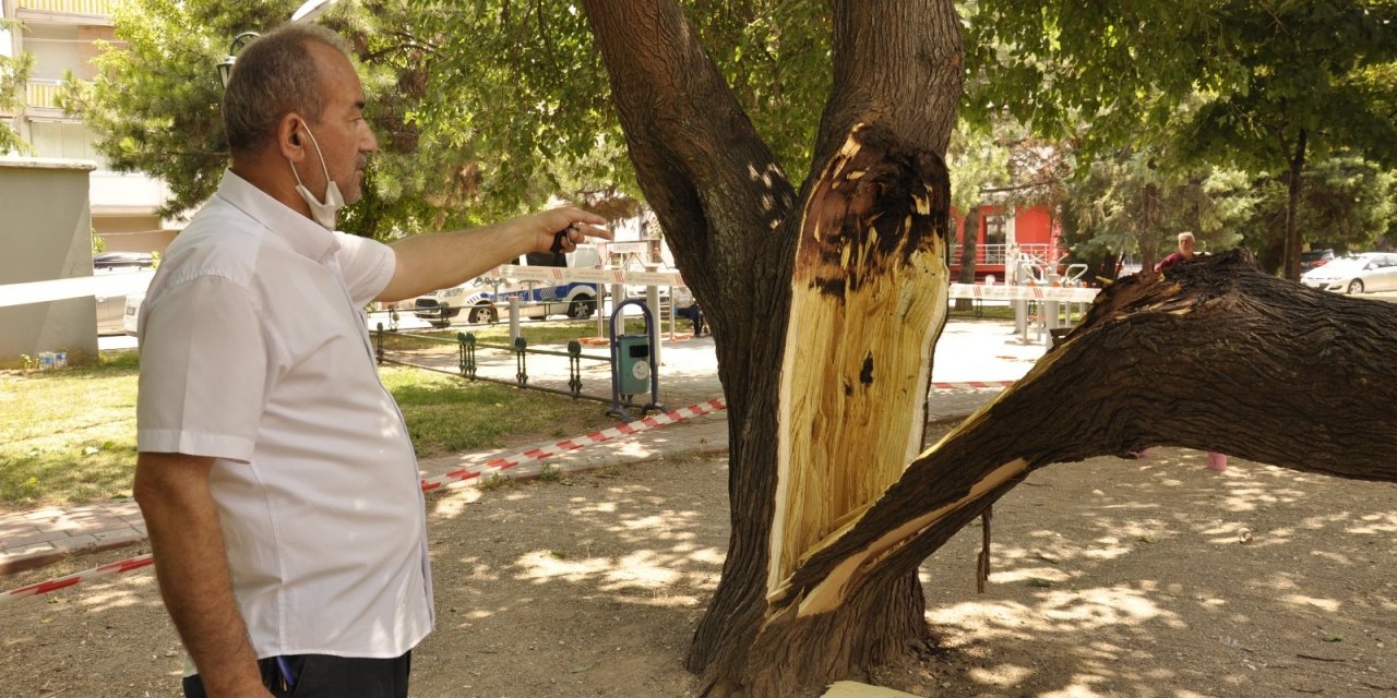 Çocuk parkında ağaç devrildi, şans eseri can kaybı ya da yaralanan olmadı