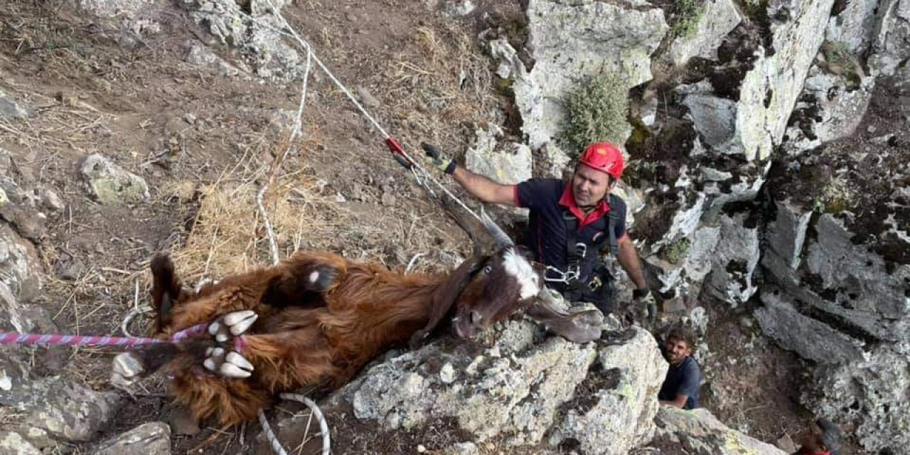 Dağlık alanda 10 gündür mahsur kalan keçiler kurtarıldı