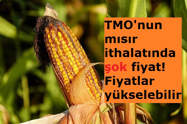 TMO'nun mısır ithalatında şok fiyat! Mısır fiyatları yükselebilir