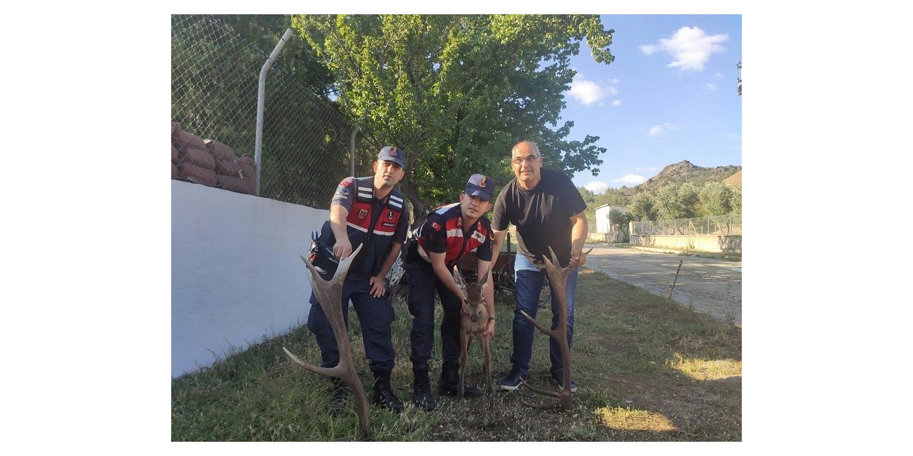 Yaralı yavru kızıl geyiği jandarma kurtardı