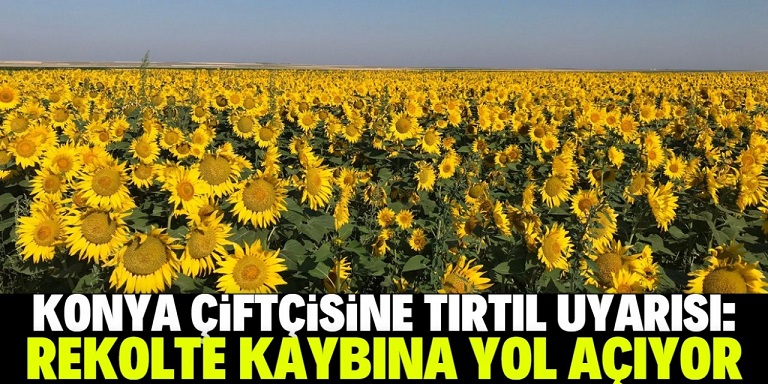 Ayçiçeği üreticisine tırtıl uyarısı