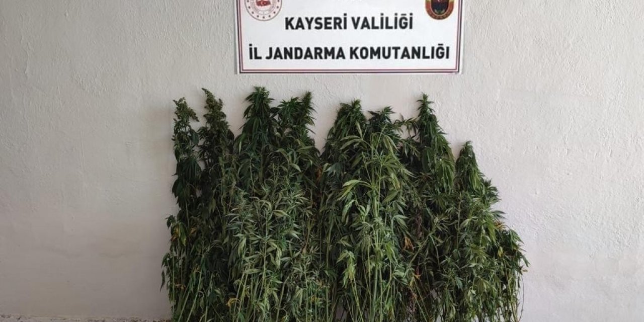 Ayçiçeği tarlasında kenevir yetiştiren şahıs yakalandı