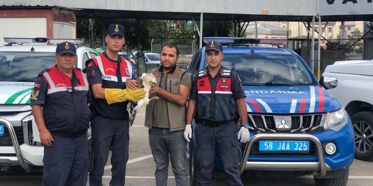Yaralı şahin tedavi altına alındı