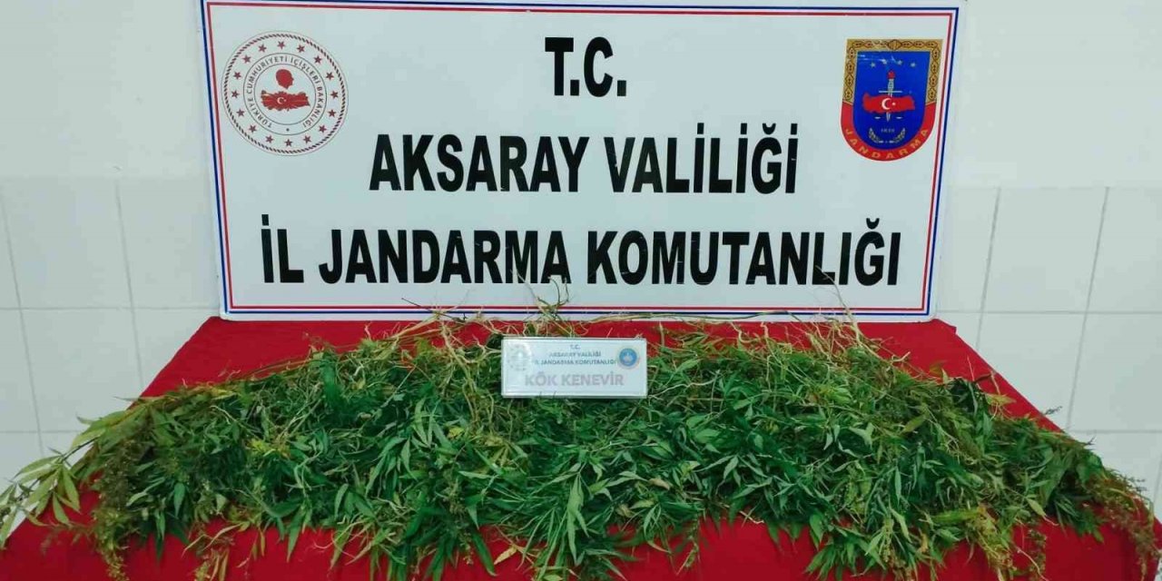 Eskil'de mısır tarlasına kenevir operasyonu