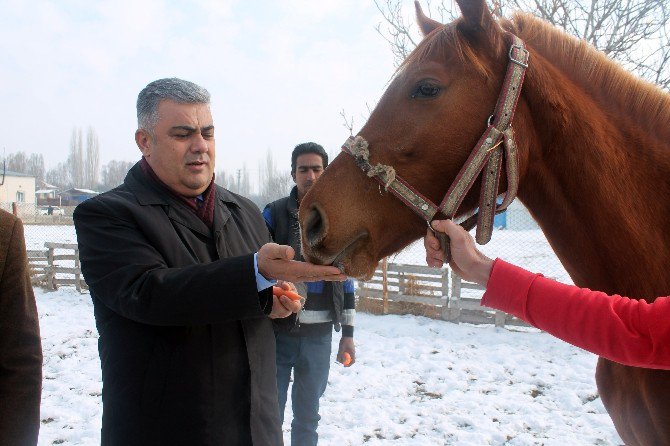 Türkiye’nin yarış atları Ereğli’de yetişiyor