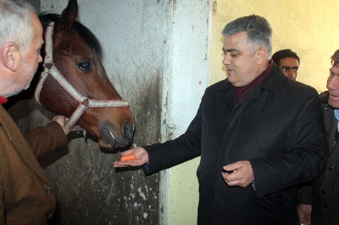 Türkiye’nin yarış atları Ereğli’de yetişiyor