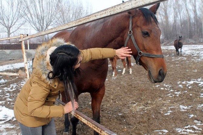 Türkiye’nin yarış atları Ereğli’de yetişiyor