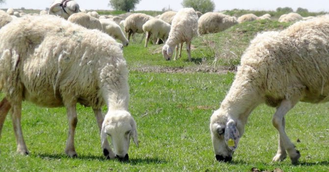Aksaray’da 2 bin 660 üreticiye 8 milyon 402 bin TL destekleme ödemesi