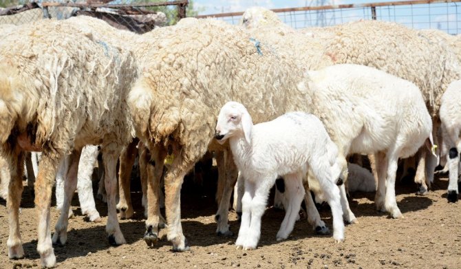 Aksaray’da 2 bin 660 üreticiye 8 milyon 402 bin TL destekleme ödemesi