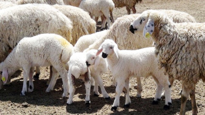 Aksaray’da 2 bin 660 üreticiye 8 milyon 402 bin TL destekleme ödemesi