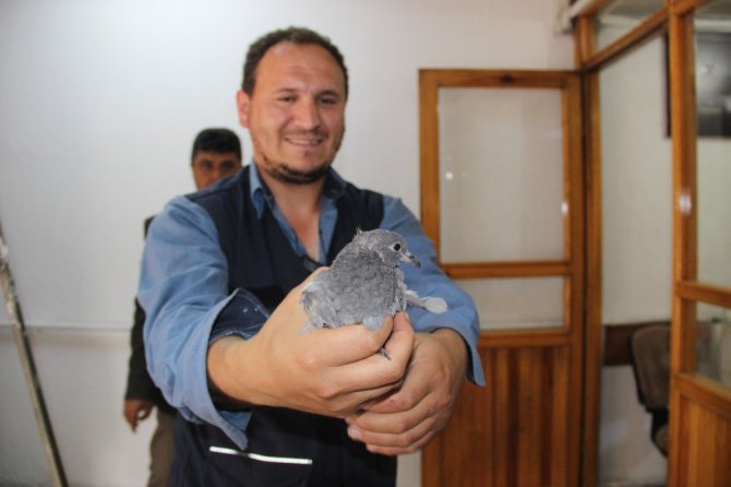 Elektrik panosuna sıkışan güvercin kurtarıldı
