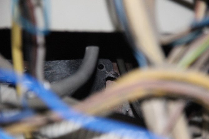 Elektrik panosuna sıkışan güvercin kurtarıldı
