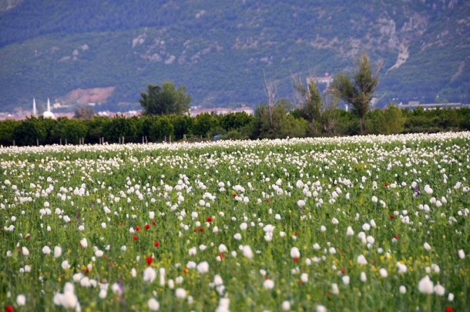 Haşhaş tarlaları beyazlara büründü