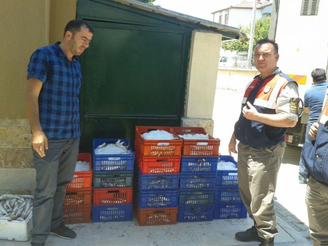 Boy limiti altında avlanan balıklar ele geçirildi