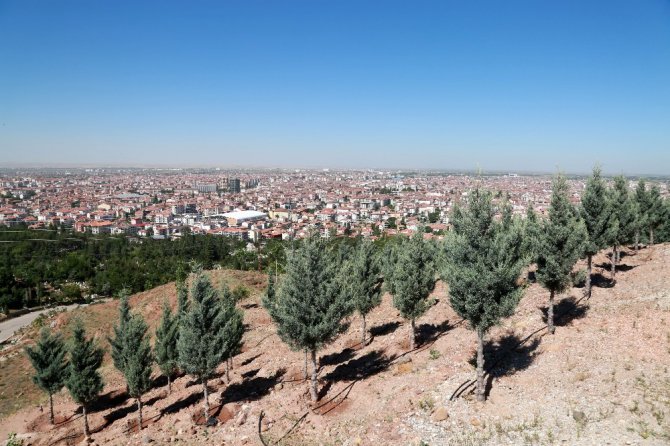 Kılıçaslan Tepesi’ne 7 bin 500 karaçam
