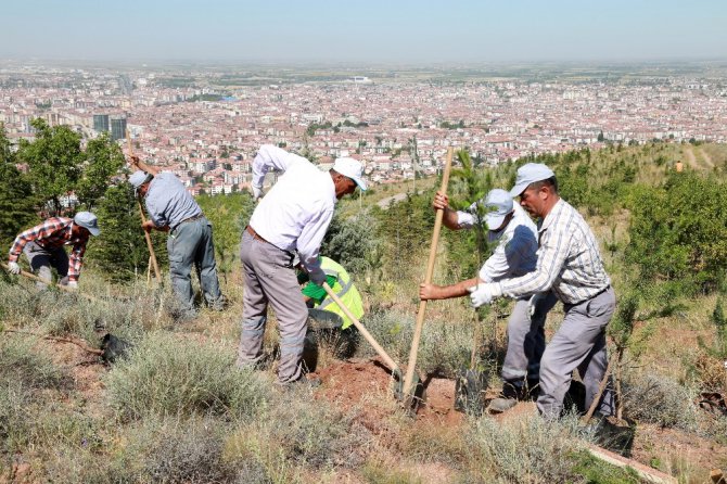 Kılıçaslan Tepesi’ne 7 bin 500 karaçam