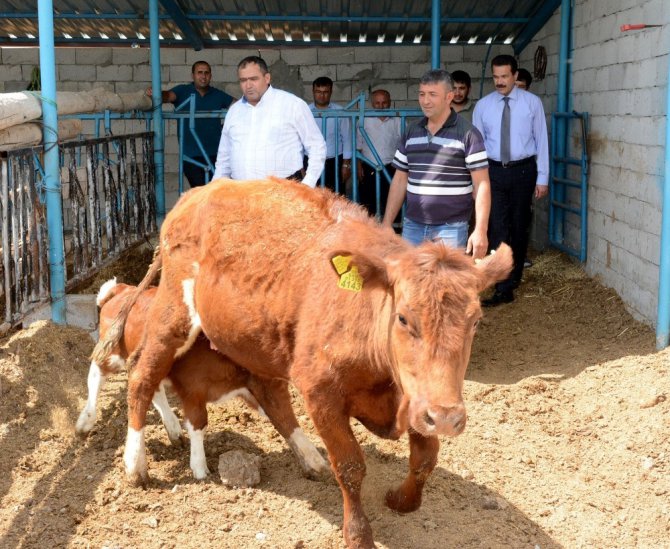 Genç çiftçi projesi şehirden köye göç ettirdi