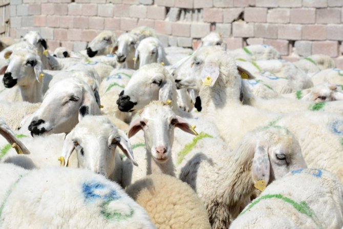 Genç çiftçi projesi şehirden köye göç ettirdi