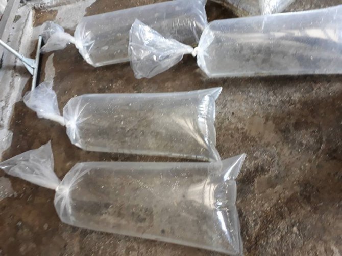 Konya’nın baraj, göl ve göletlerine yavru sazan desteği
