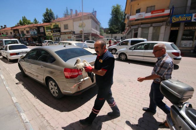 Yaralı leylek için seferber oldular