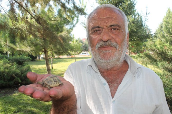 Kaplumbağalar parkı mesken tuttu