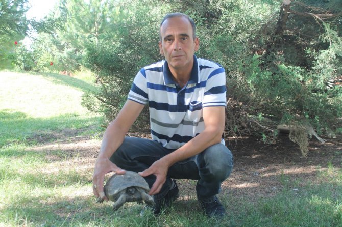 Kaplumbağalar parkı mesken tuttu