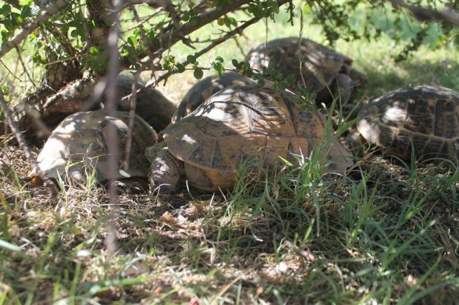 Kaplumbağalar parkı mesken tuttu