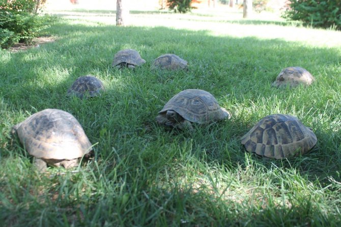 Kaplumbağalar parkı mesken tuttu