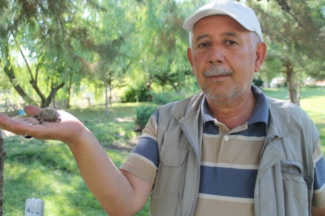 Kaplumbağalar parkı mesken tuttu