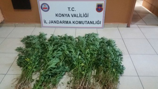 Jandarmadan uyuşturucu operasyonu