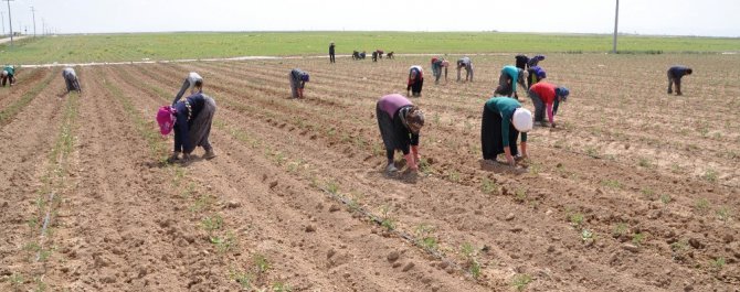 Gıda üretiminin sürdürülebilirliği için köyden kente göç önlenmeli