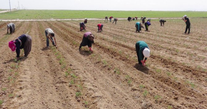 Gıda üretiminin sürdürülebilirliği için köyden kente göç önlenmeli