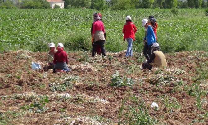 Gıda üretiminin sürdürülebilirliği için köyden kente göç önlenmeli