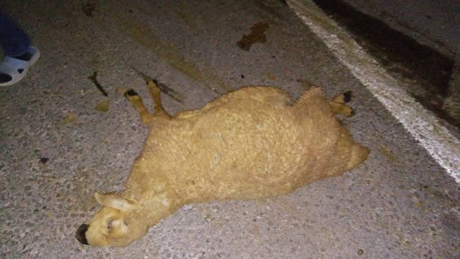 Sürüye çarpan hafif ticari araç 40 koyunu telef etti