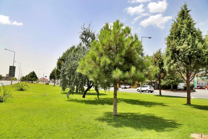 Aksaray Belediyesi 3 yılda 185 bin 570 adet ağaç dikti