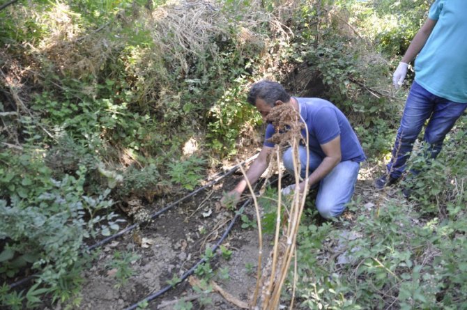 Araziye damlama sulama sistemi kurup Hint keneviri ekmiş