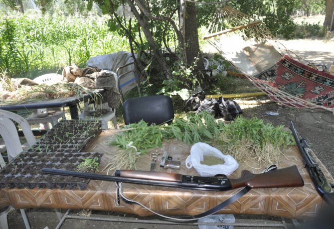 Araziye damlama sulama sistemi kurup Hint keneviri ekmiş