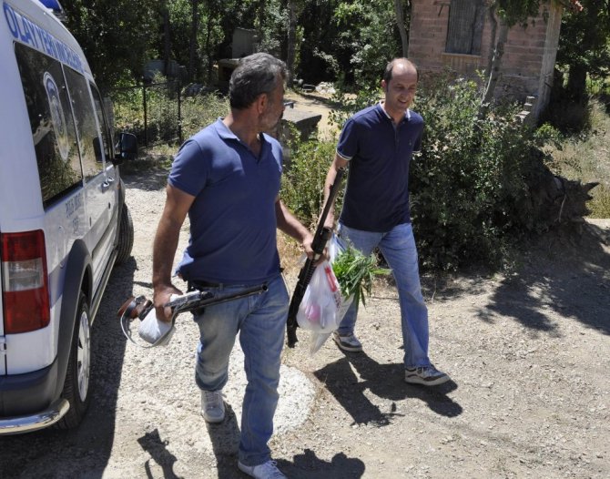 Araziye damlama sulama sistemi kurup Hint keneviri ekmiş