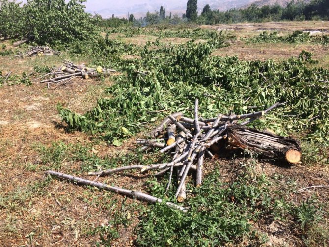 Para etmeyen beyaz kiraz ağaçlarını kesip odun yaptı