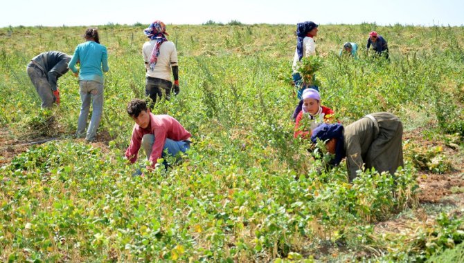 Aksaray’da yapılan gölet kıraç topraklara hayat verdi
