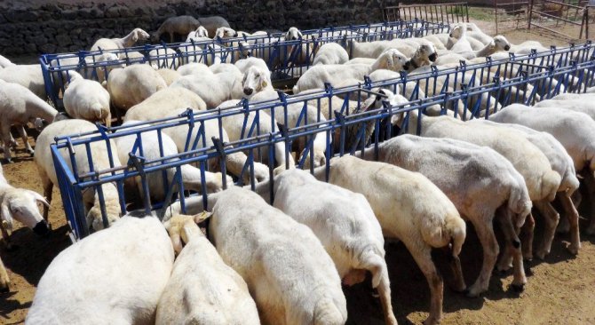 Kurban Bayramı’nda ‘koyun kurban edin’ çağrısı
