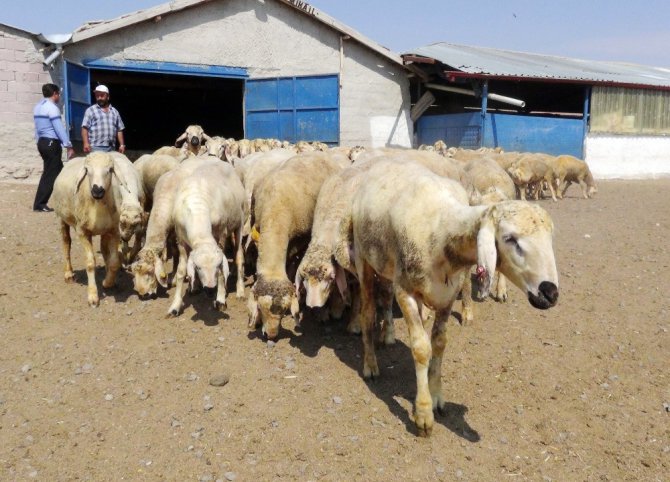 Kurban Bayramı’nda ‘koyun kurban edin’ çağrısı