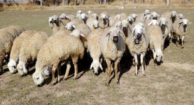 Kurban Bayramı’nda ‘koyun kurban edin’ çağrısı