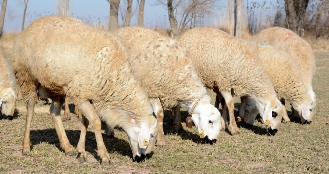 Kurban Bayramı’nda ‘koyun kurban edin’ çağrısı