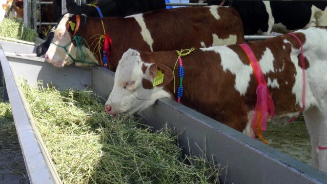 Aksaray’da Hayvancılık ve Canlı Hayvan Irkları Fuarı açıldı