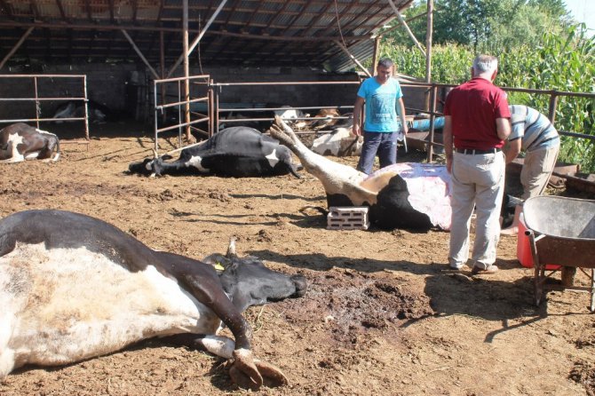 Konya’da besihanedeki 19 büyükbaş hayvan telef olmuş halde bulundu