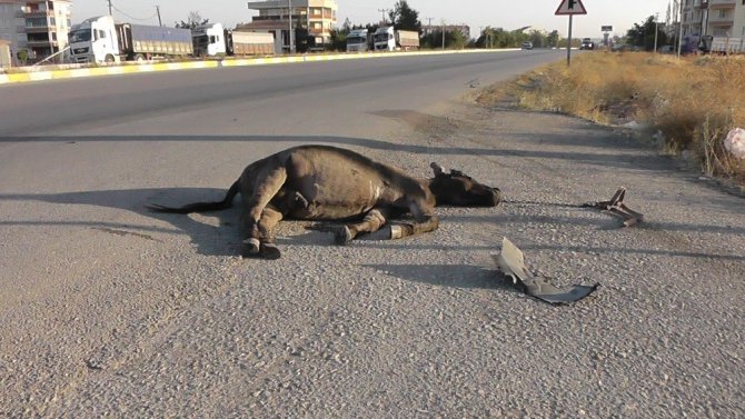 Başıboş eşek kazaya sebep oldu