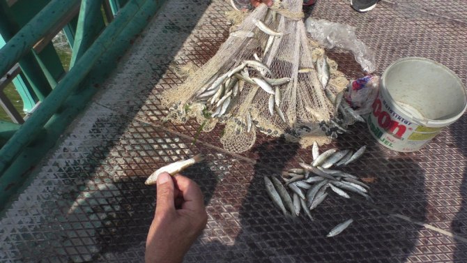 Beyşehir Gölü’nden kanala yavru balık akışına tepki