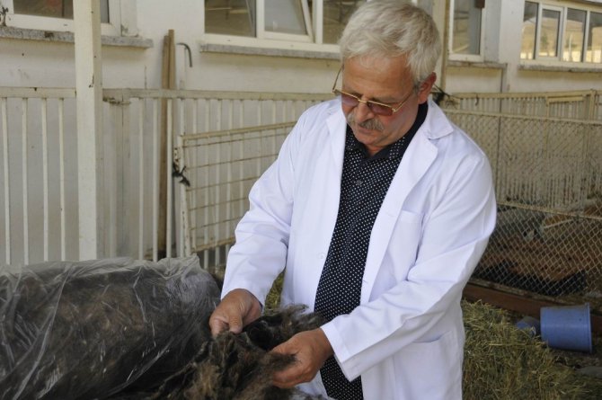 Selçuk Üniversitesi, koyun yününden ısı yalıtım malzemesi geliştirdi