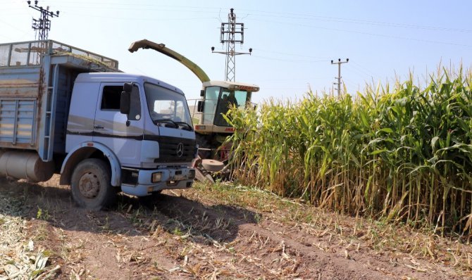 Aksaray’da ikinci ekim silajlık mısır hasadı başladı